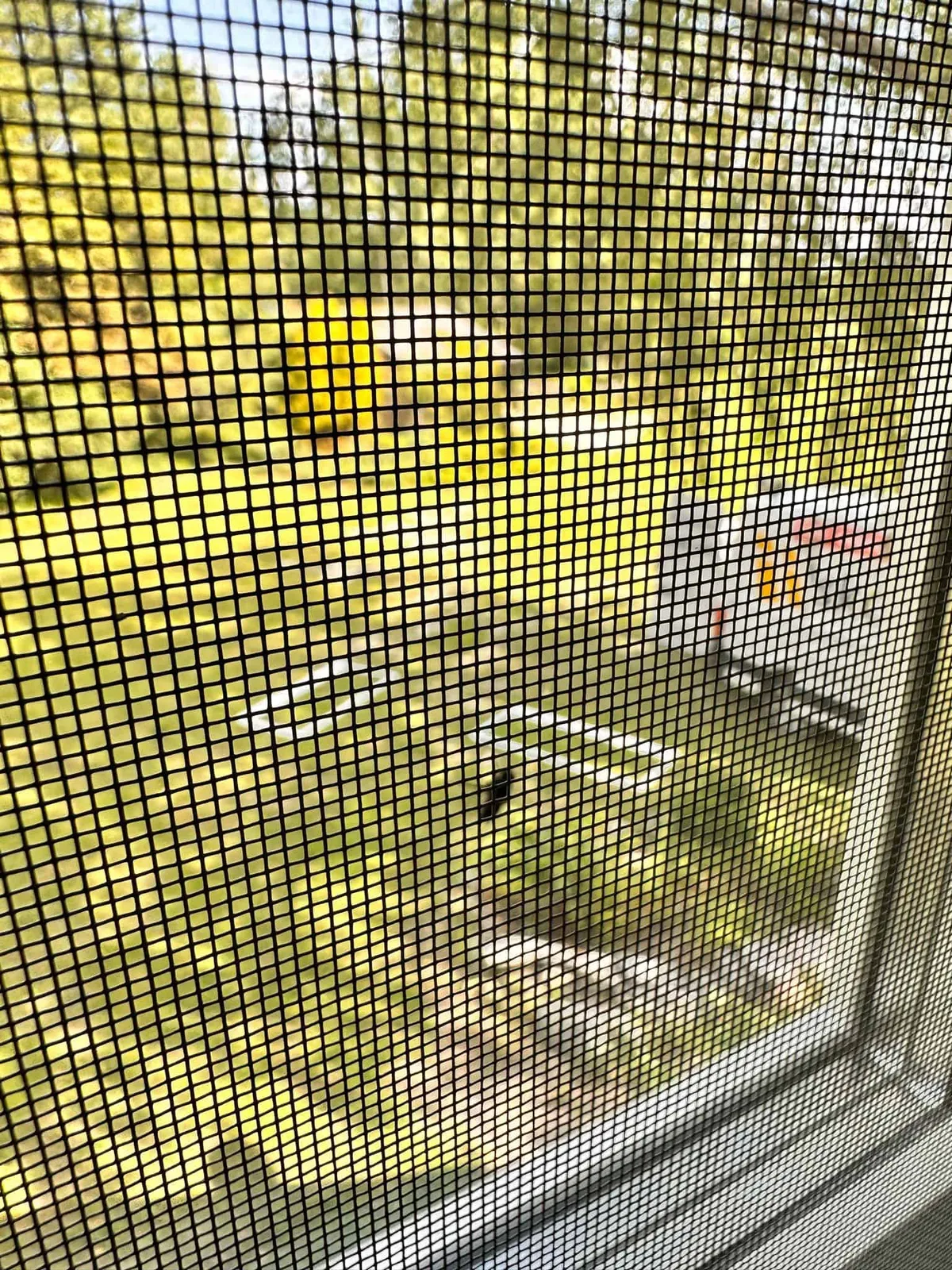 Sääsevõrgud – aknakatted Valguskate